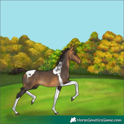 Horse Color:Buckskin Tobiano 
