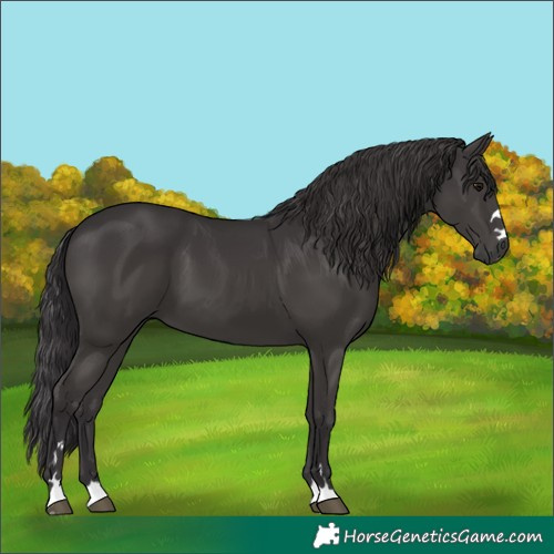 Horse Color:Smoky Black 