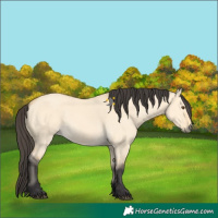 Horse Color:Buckskin Dun 