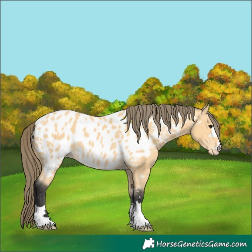 Horse Color:Buckskin Near Leopard