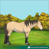 Horse Color:Buckskin 