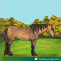 Horse Color:Buckskin 