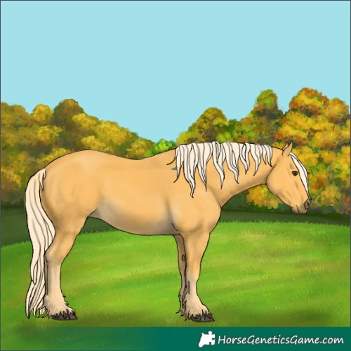 Horse Color:Palomino