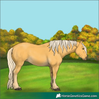 Horse Color:Palomino