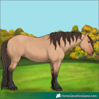 Horse Color:Bay Dun