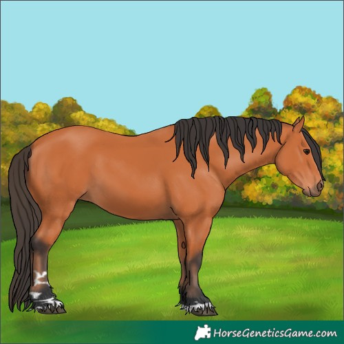 Horse Color:Bay 