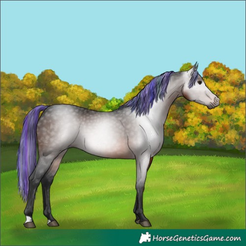 Horse Color:Gray Painted Bay 