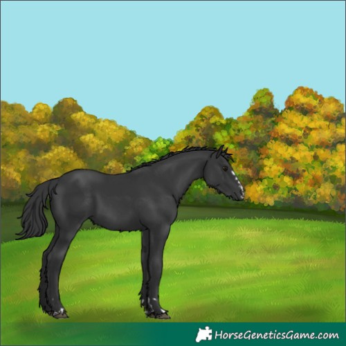 Horse Color:Black 
