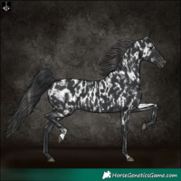 Horse Color:Black  and Black Near Leopard 