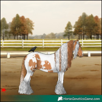 Horse Color:White Spotted Chestnut Tobiano 