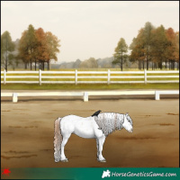 Horse Color:White Spotted Red Dun Sabino Splash 