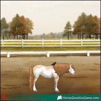 Horse Color:Red Dun Frame 