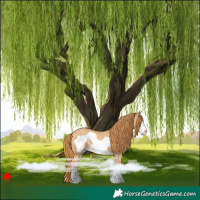 Horse Color:Red Dun Frame