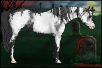 Horse Color:White Spotted Black Sabino Frame