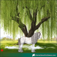 Horse Color:White Spotted Bay Appaloosa 