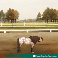 Horse Color:Bay Dun Appaloosa 