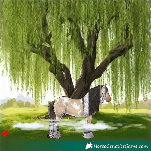Horse Color:White Spotted Bay Dun 