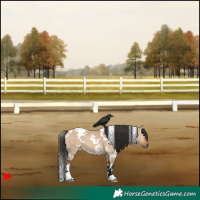 Horse Color:White Spotted Bay Dun 