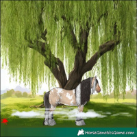 Horse Color:White Spotted Bay Dun 