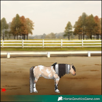 Horse Color:White Spotted Bay Dun 