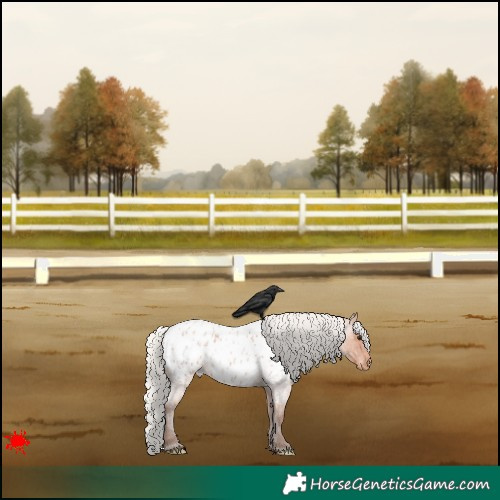 Horse Color:Silver Bay Roan Appaloosa 