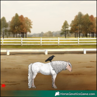 Horse Color:Silver Bay Roan Appaloosa 