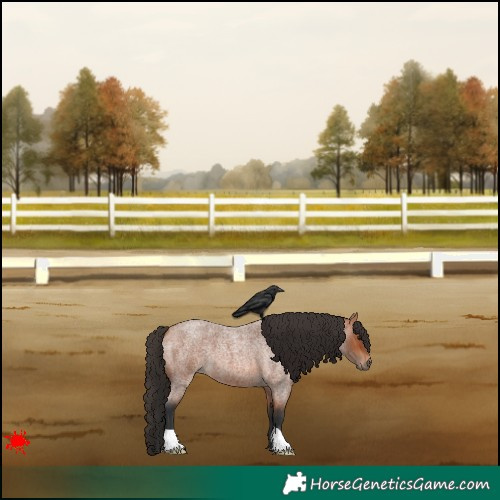 Horse Color:Bay Roan 