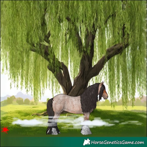 Horse Color:Bay Roan 
