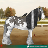 Horse Color:White Spotted Grullo Splash