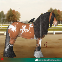 Horse Color:White Spotted Bay 