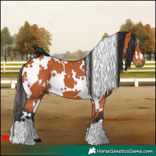 Horse Color:White Spotted Bay 