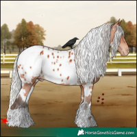 Horse Color:White Spotted Silver Bay Appaloosa