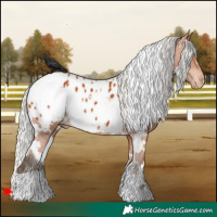 Horse Color:White Spotted Silver Bay Appaloosa 