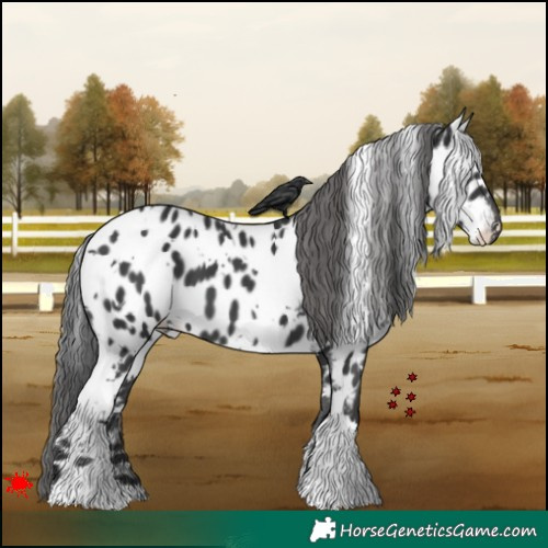 Horse Color:White Spotted Black Appaloosa 