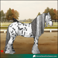 Horse Color:White Spotted Black Appaloosa