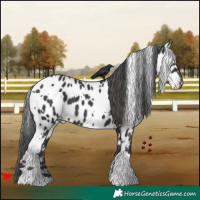 Horse Color:White Spotted Black Appaloosa 