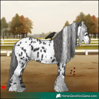 Horse Color:White Spotted Black Appaloosa 