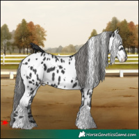 Horse Color:White Spotted Black Appaloosa