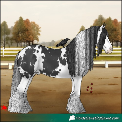 Horse Color:White Spotted Black Splash