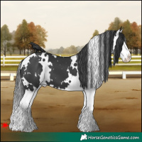 Horse Color:White Spotted Black Splash 