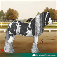 Horse Color:White Spotted Black Splash