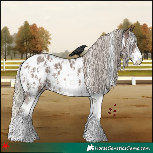 Horse Color:White Spotted Silver Black Sabino Appaloosa 