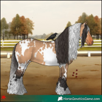 Horse Color:White Spotted Bay Dun