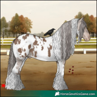 Horse Color:White Spotted Liver Red Dun Appaloosa 