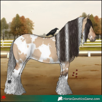 Horse Color:White Spotted Bay Dun 