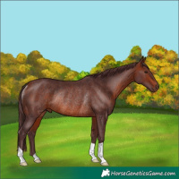 Horse Color:Chocolate Bay Rabicano 