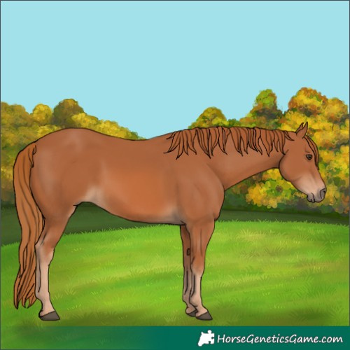 Horse Color:Chestnut Rabicano