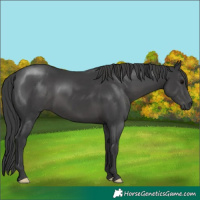 Horse Color:Black 