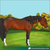 Horse Color:Brown 
