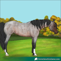 Horse Color:Brown Roan